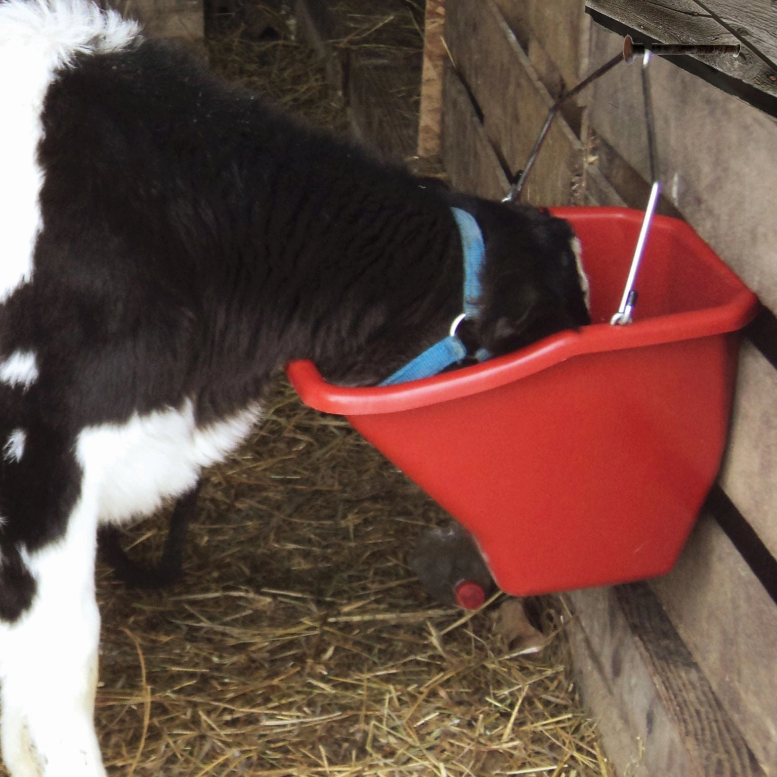 The Better Bucket Feed Bucket for Horses & Livestock, 5 Gallon