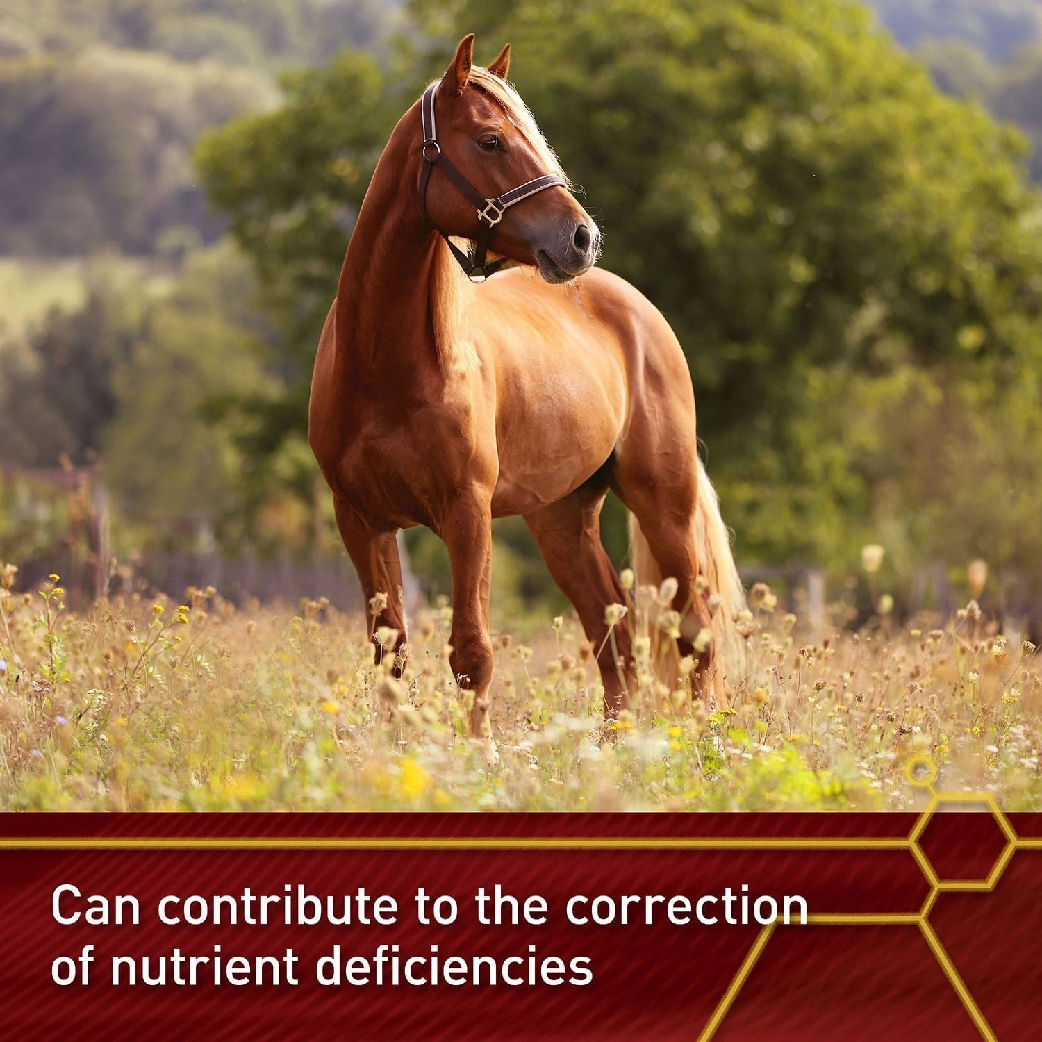 Vita Flex E and Selenium Supplement for Horses, Balanced Essential Antioxidants