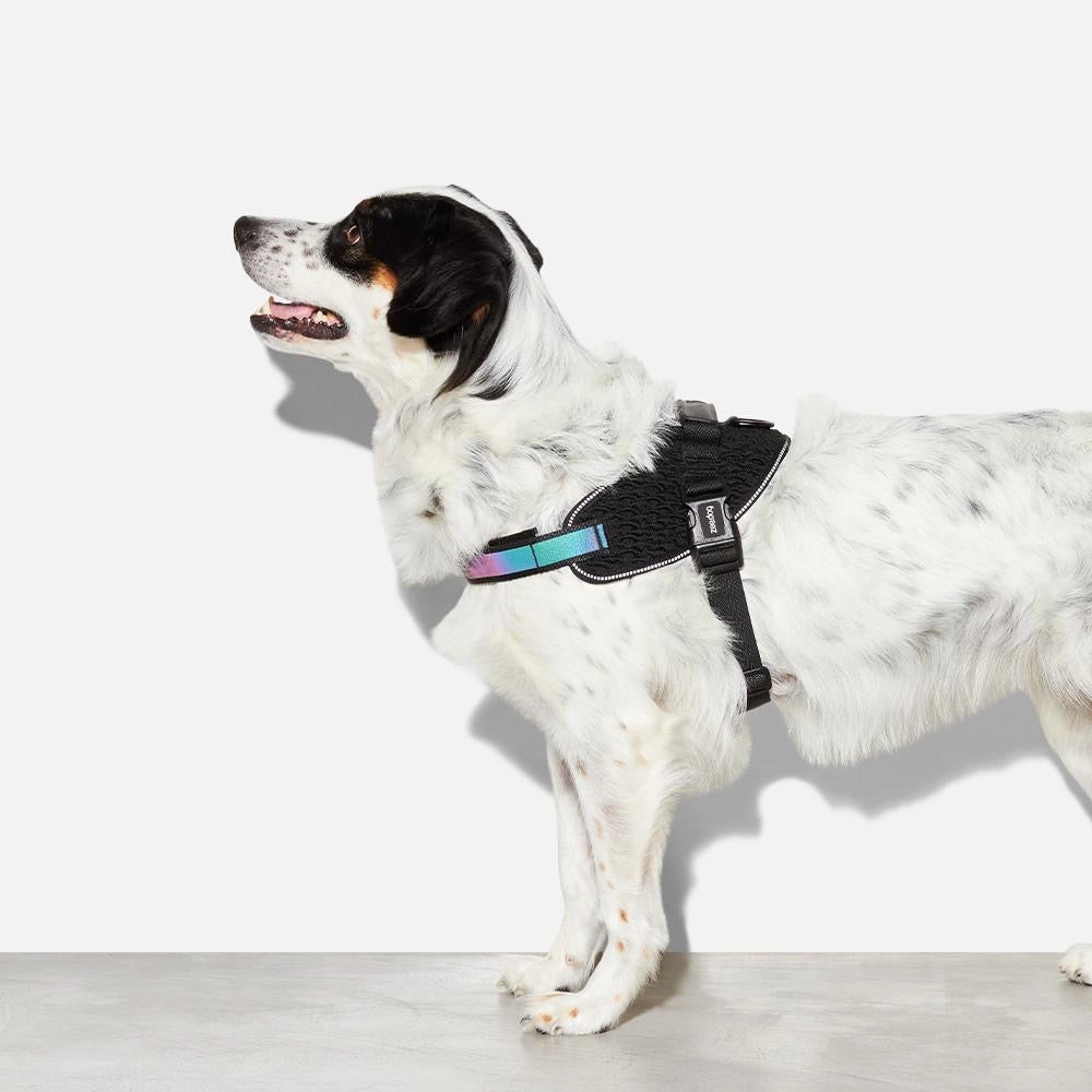 Zee Dog Gotham Fly Harness