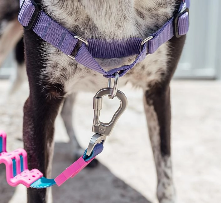Zee.Dog Soft-Walk Dog Harness (Aurora)
